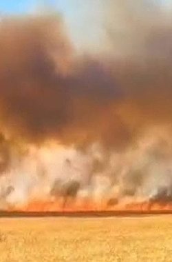 Viranşehir’de Korkutan Yangın: Bin Dönüm Buğday Tarlası Kül Oldu