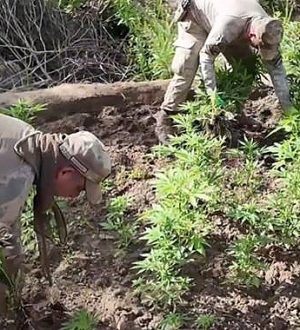 Zehir Tacirlerine Nefes Aldırmayan Operasyon: 12 Milyon Kök Kenevir Ele Geçirildi
