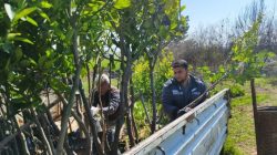 Ceylanpınar’da Yeşil Seferberlik: 6 Bin Meyve Fidanı Toprakla Buluşuyor