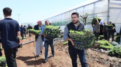 Büyükşehir’den üreticiye can suyu! Tam 1 milyon adet dağıtıldı