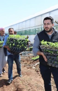 Büyükşehir’den üreticiye can suyu! Tam 1 milyon adet dağıtıldı