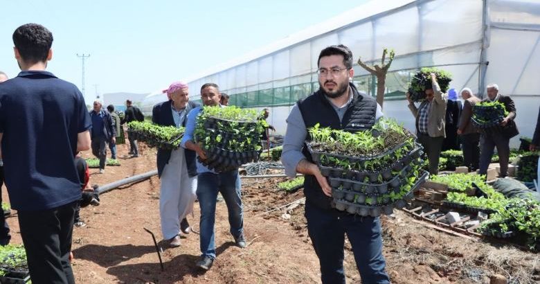  Büyükşehir’den üreticiye can suyu! Tam 1 milyon adet dağıtıldı