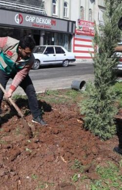 Haliliye’de yaz öncesi hummalı çalışma